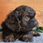 Orso-male-cavapoo-puppy-for-sale-1 (2)