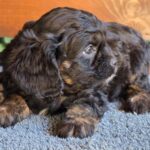 Orso-male-cavapoo-puppy-for-sale-1 (3)