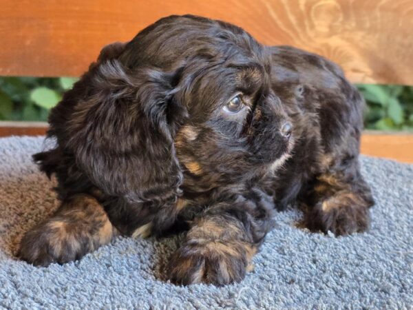Orso Cavapoo