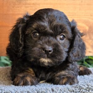 Orso Cavapoo