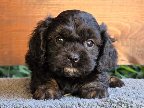 Orso Cavapoo