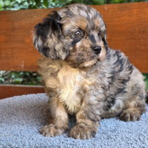 Ostap Cavapoo