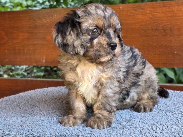 Ostap Cavapoo