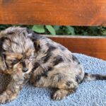 Ostap-male-cavapoo-puppy-for-sale-1 (2)