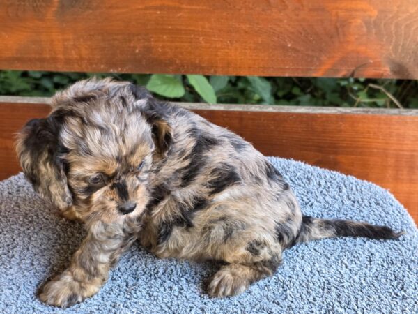 Ostap Cavapoo