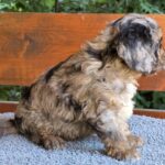 Ostap-male-cavapoo-puppy-for-sale-1 (3)