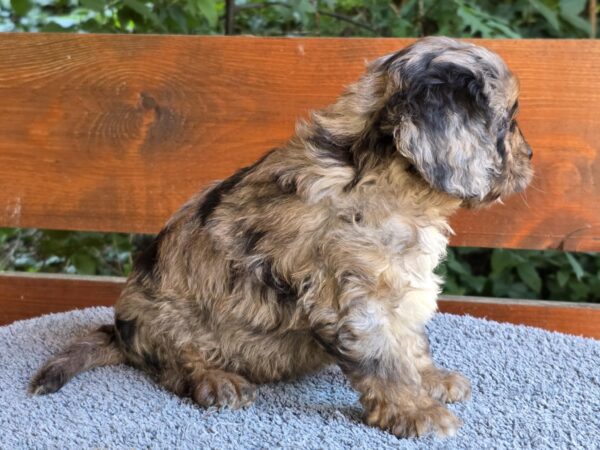 Ostap Cavapoo