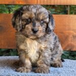 Olaf Cavapoo