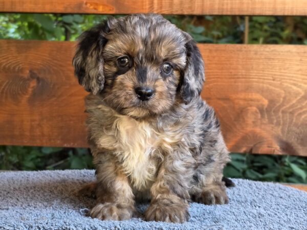Ostap Cavapoo