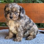 Ostap-male-cavapoo-puppy-for-sale-1 (5)