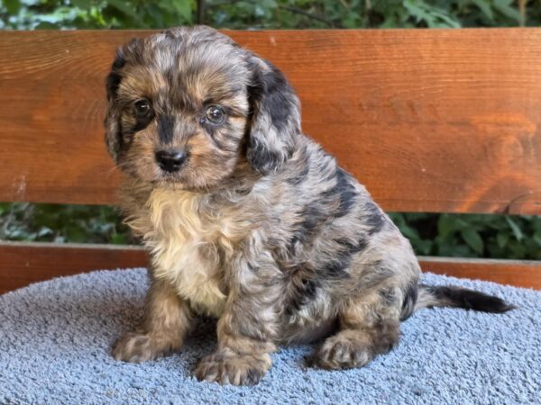 Ostap Cavapoo