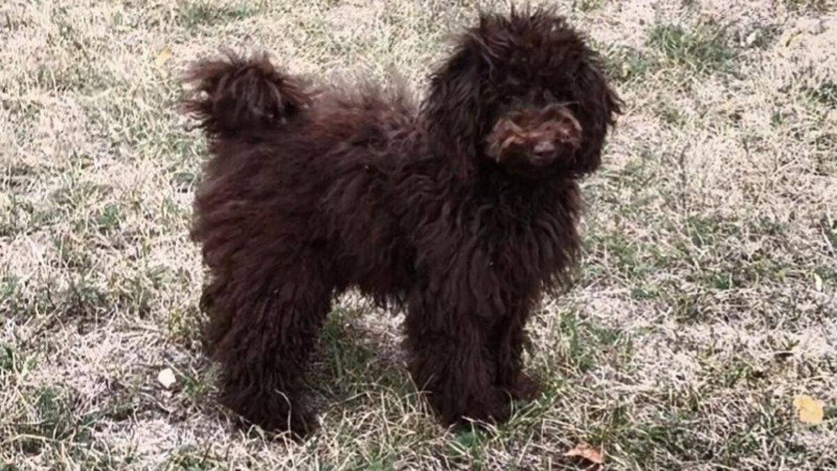 Toy Poodle Dogs and Puppies for sale - Main Image