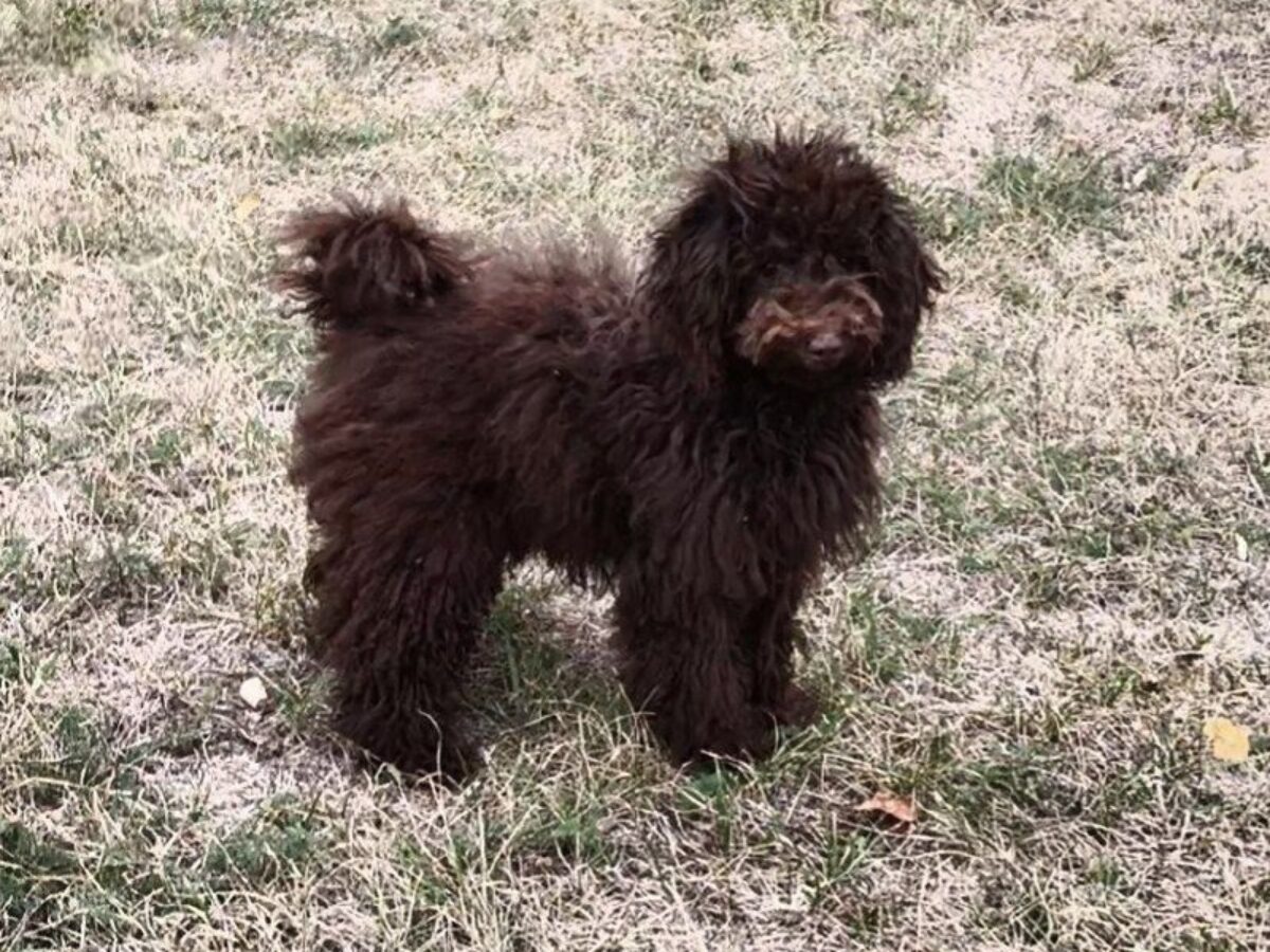 Toy Poodle Dogs and Puppies for sale