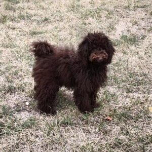 Packly Toy Poodle