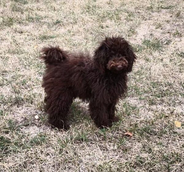 Packly Toy Poodle