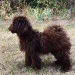 Packly-male-Toy-Poodle-puppy-for-sale-2