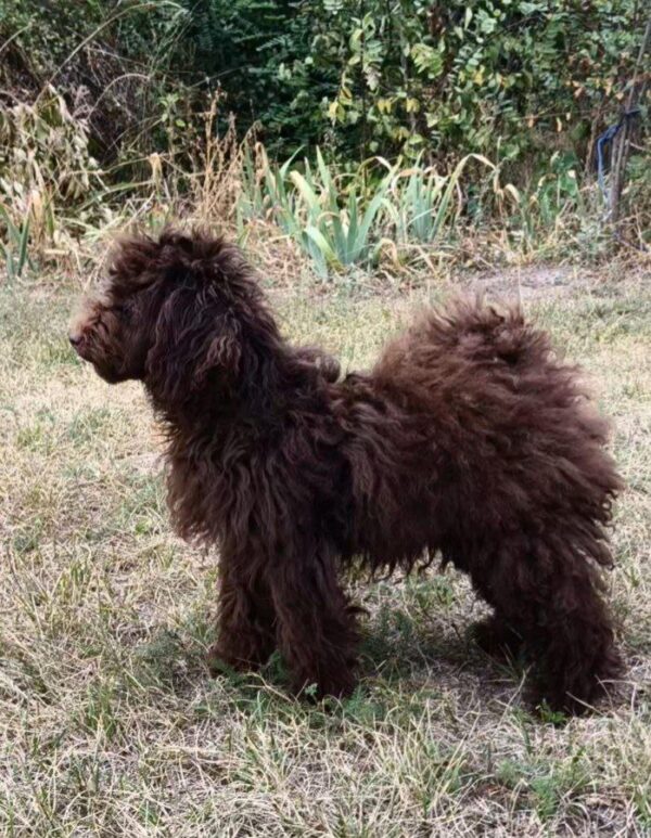Packly Toy Poodle