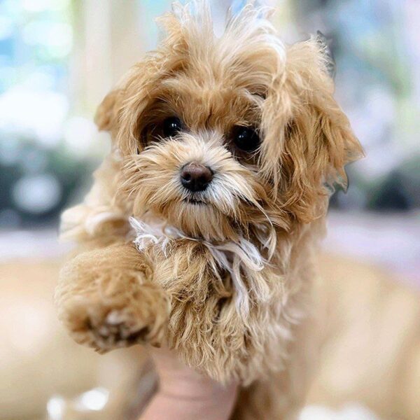 Paul Maltipoo Paul Maltipoo