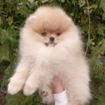 Busya Pomeranian