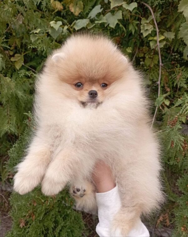 Pluto Pomeranian