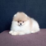 Pluto-male-pomeranian-puppy-for-sale-1 (2)