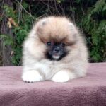 Pluto Pomeranian