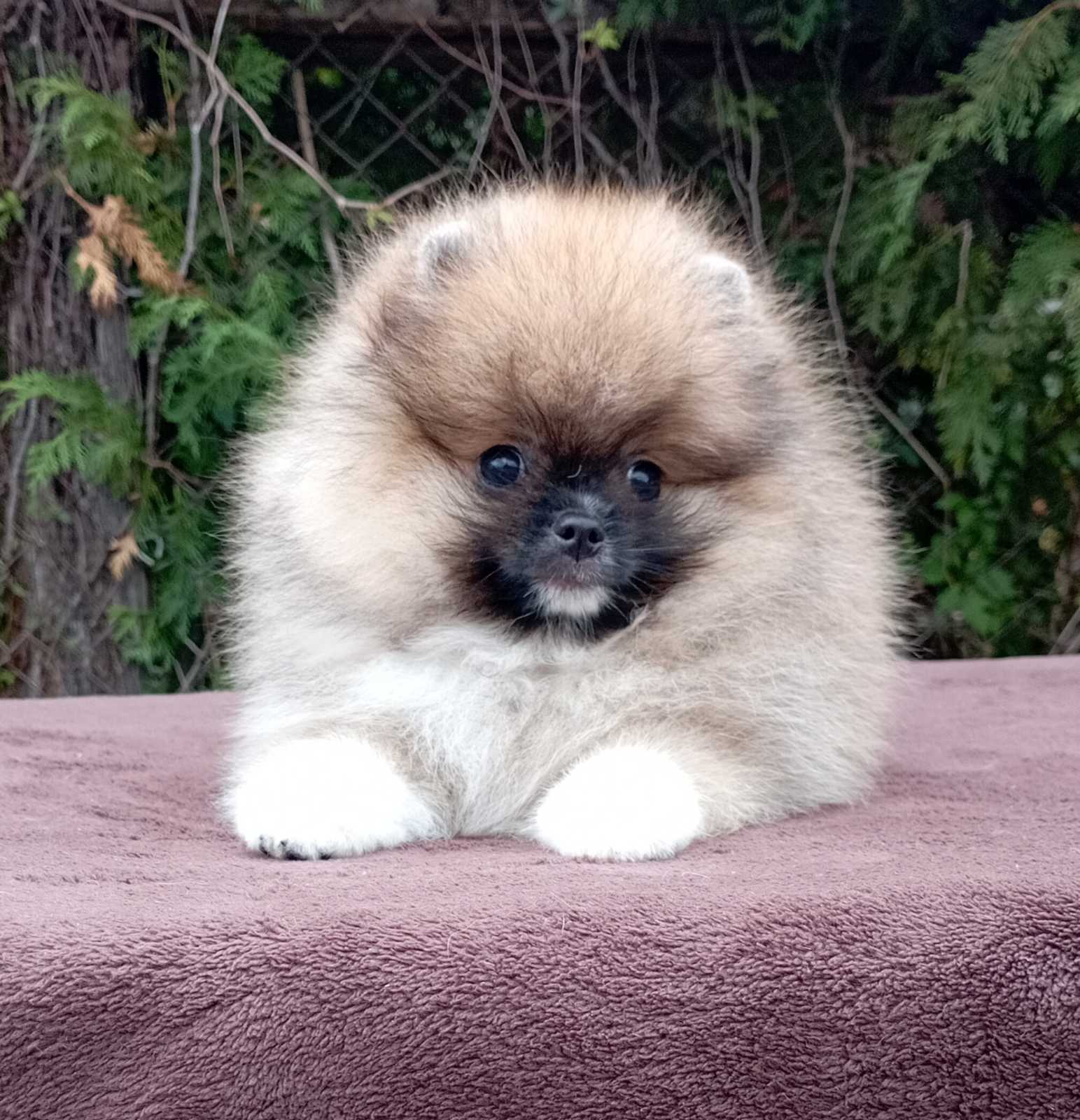 Chocolate Brown Pomeranian Chocolate Pomeranian Price Pomeranian