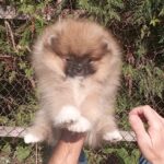 Pokemon-male-pomeranian-puppy-for-sale-1 (2)