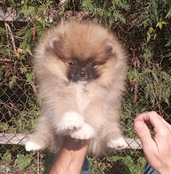 Pokemon Pomeranian