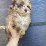 Xanto Maltipoo