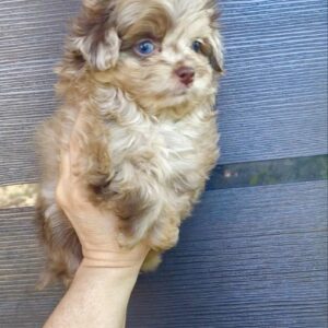 Qinca Maltipoo