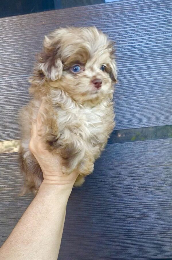 Qinca Maltipoo