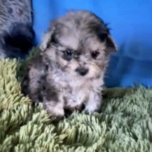 Quara Maltipoo