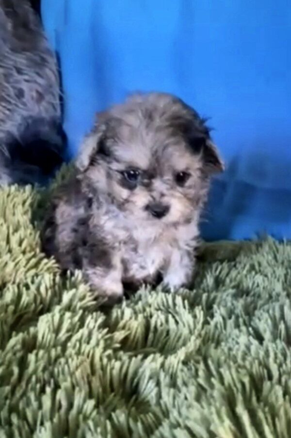 Quara Maltipoo