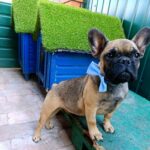 Quard-male-Frenchie-puppy-for sale-1
