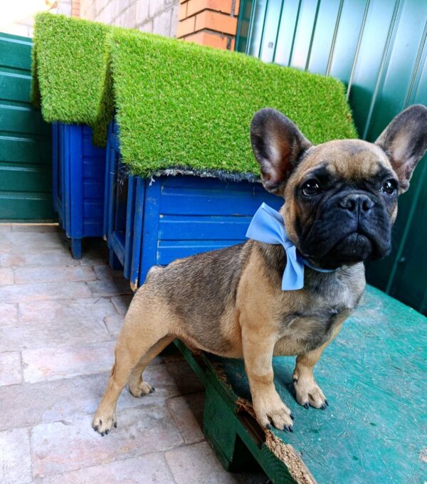 Quard French Bulldog