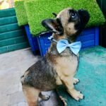 Quard-male-Frenchie-puppy-for sale-2