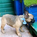 Quard-male-Frenchie-puppy-for sale-3