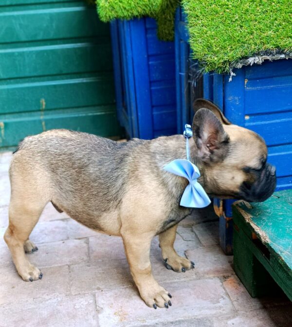 Quard French Bulldog