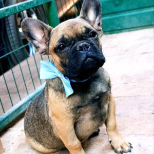 Quard French Bulldog