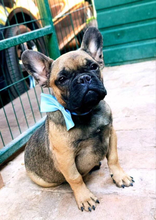 Quard French Bulldog