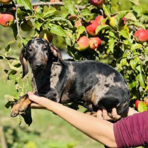 Quardy Dachshund
