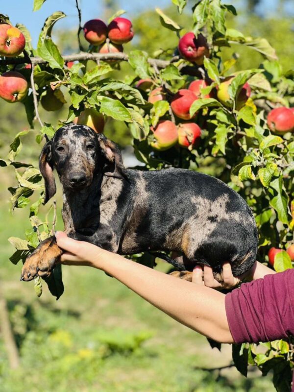 Quardy Dachshund