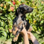 Lakshmi Dachshund