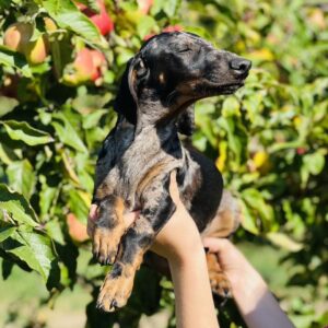 Quardy Dachshund