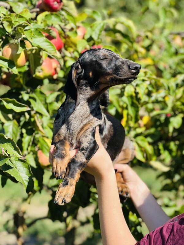 Quardy Dachshund