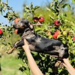 Quardy-male-dachshund-puppy-for-sale-3