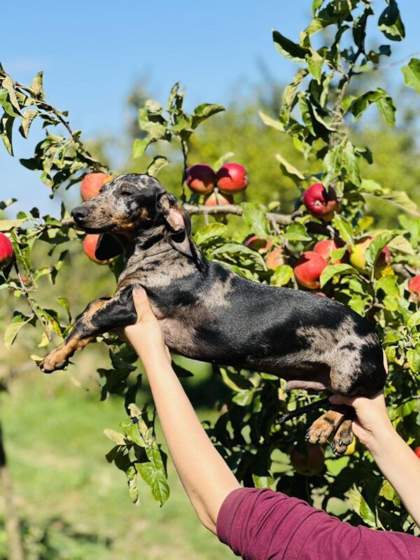 Quardy Dachshund
