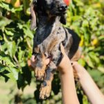 Quardy-male-dachshund-puppy-for-sale-4
