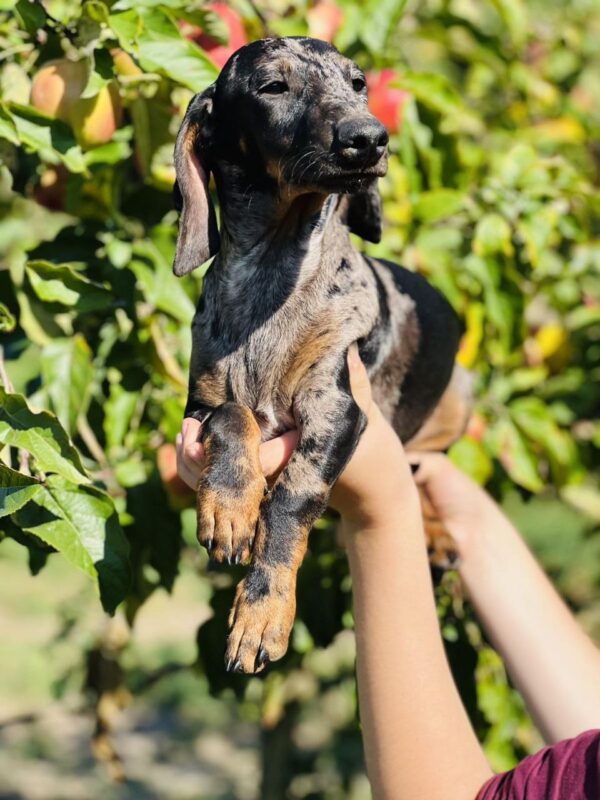 Quardy Dachshund
